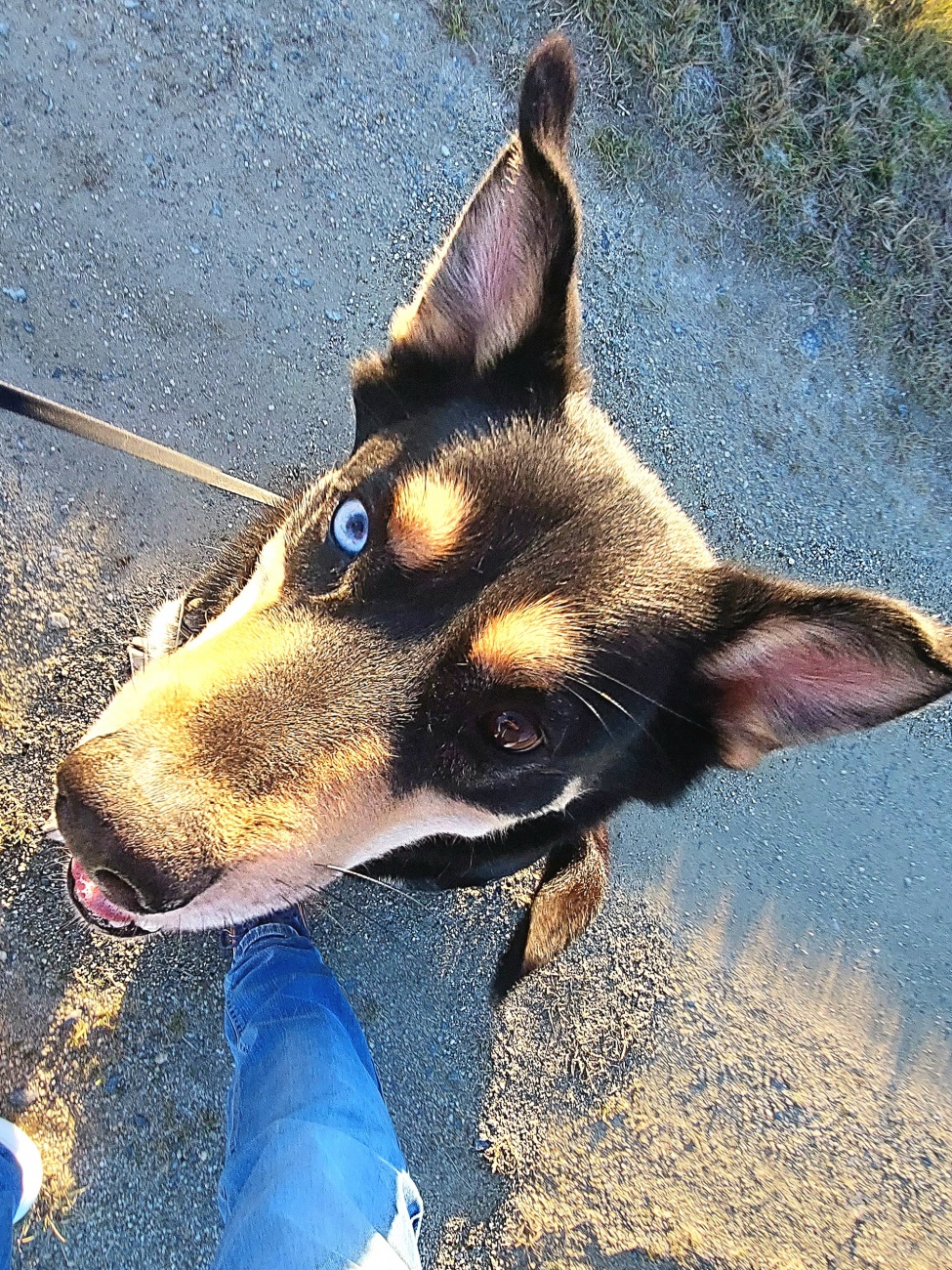 Foto: Martin Zehrer - Vito sucht sein F&uuml;r-Immer-Zuhause!<br />
<br />
Die Frohnatur wohnt derzeit im Tierheim Tirschenreuth... 