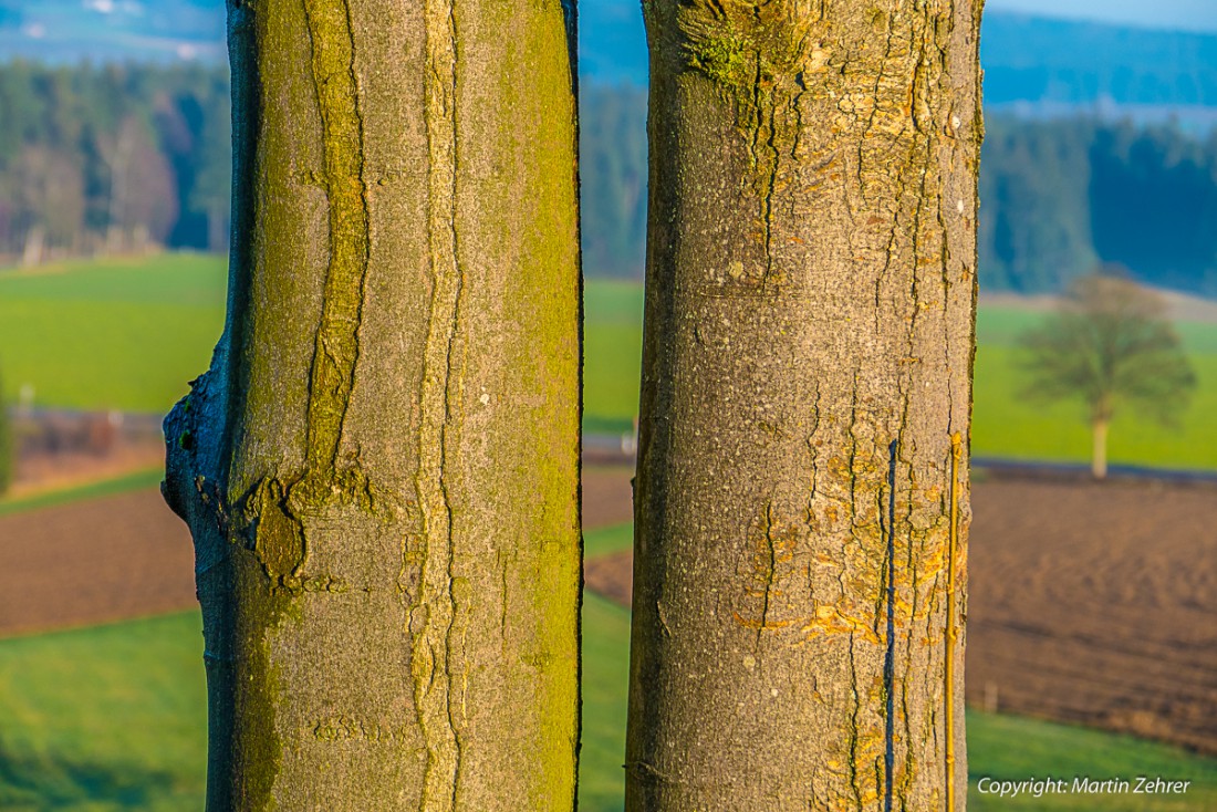 Foto: Martin Zehrer - Ein Baum, zwei Stämme ;-) Gesehen, bei Babilon/Ölbrunn... 