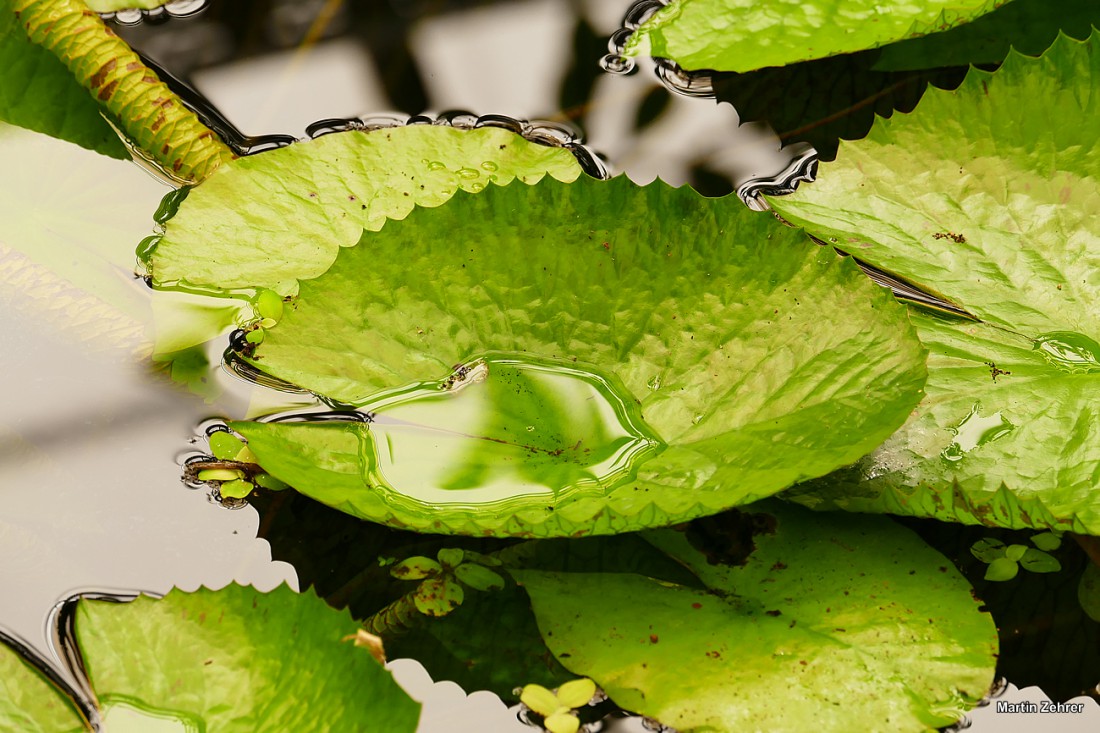 Foto: Martin Zehrer - Ökologisch-Botanischen Garten in Bayreuth. Ausspannen in der Frühlingssonne. Die Blätter rauschen im Wind, Vögel zwitschern um die Wette, das Wasser plätschert im kleinen 