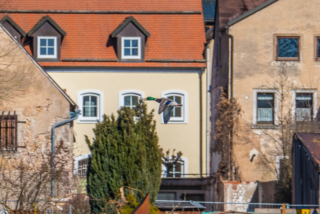 Foto: Martin Zehrer - Schau genau hin... Ein Stockenten-Männchen fliegt über den kemnather Stadtweiher. <br />
Das Bild entstand, während wir unsere Gans-Brüste im Gasthaus Fantasie in Kemnath abho 