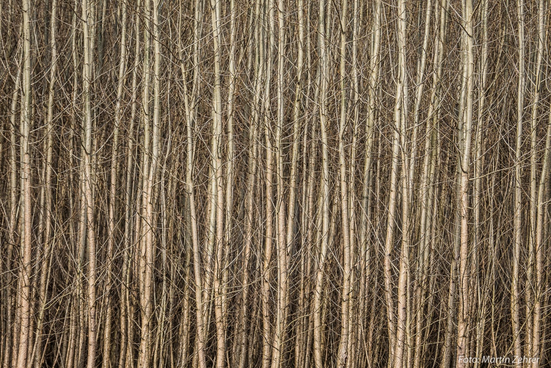 Foto: Martin Zehrer - Den Wald vor lauter Bäumchen nicht mehr sehen... ;-) 