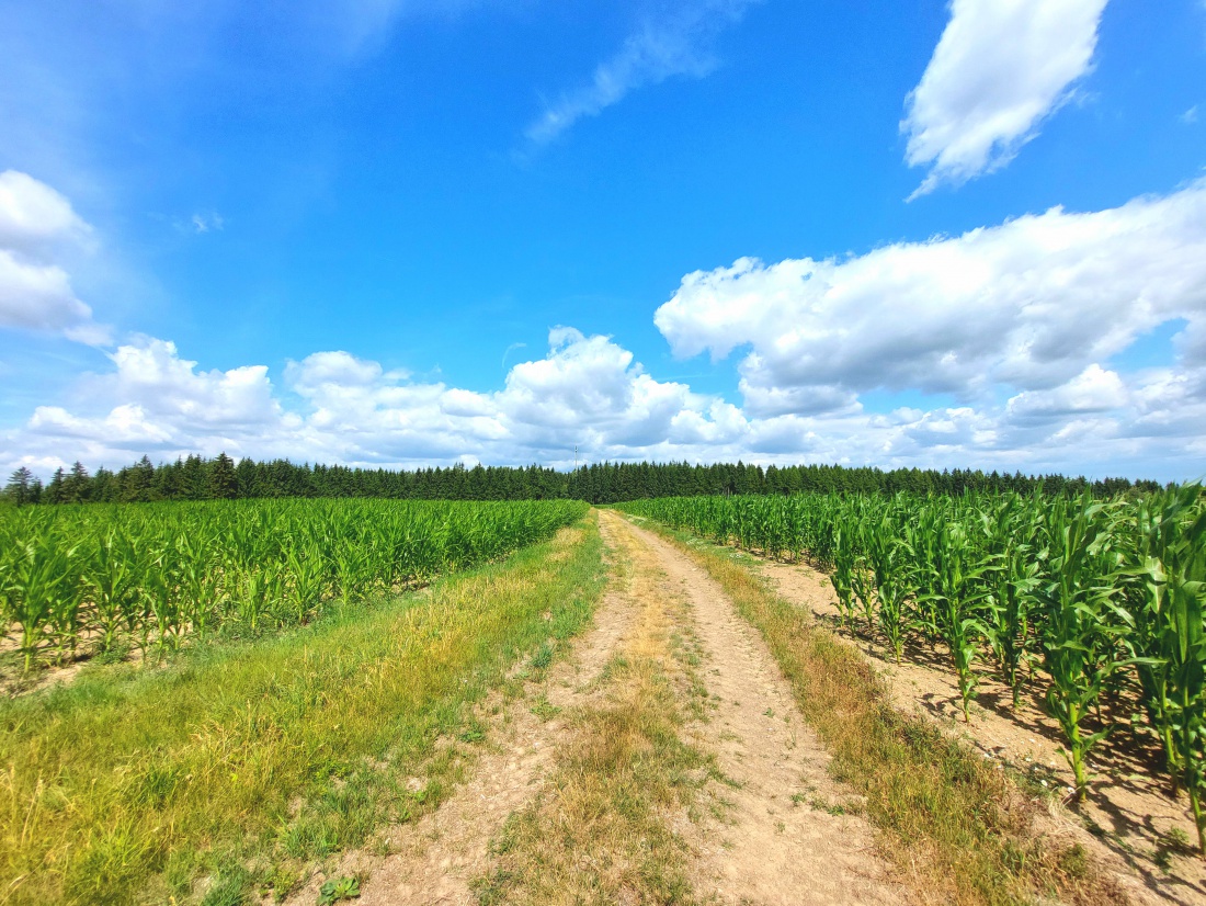 Foto: Martin Zehrer - Wandern am Zissler-Wald... 