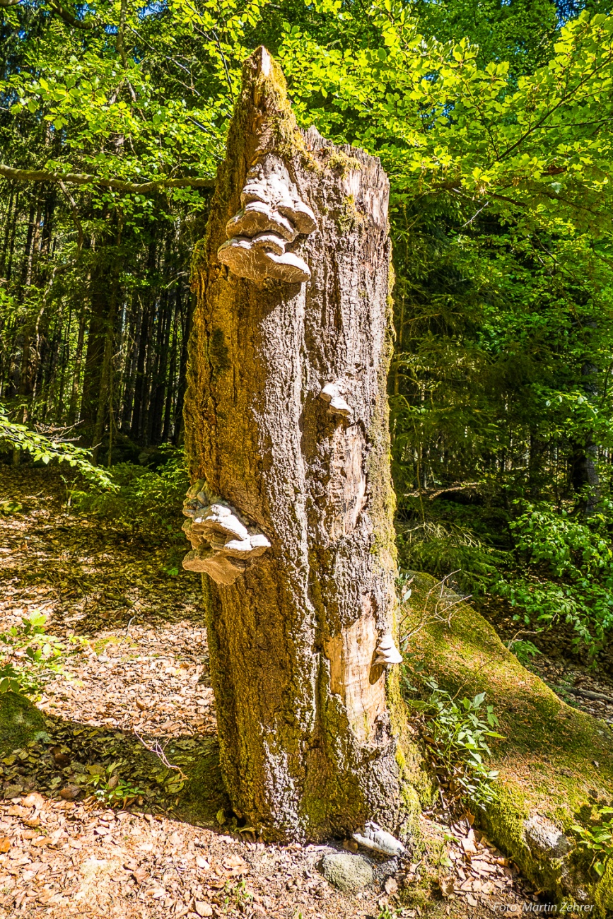 Foto: Martin Zehrer - Ein alter Baumstumpf, bewachsen mit Pilzen. Zahlreiche Augenweiden begegnen einem hier bei der Wanderung durch den Steinwald.<br />
<br />
Ziel ist eine Wanderung zum Oberpfalzturm 