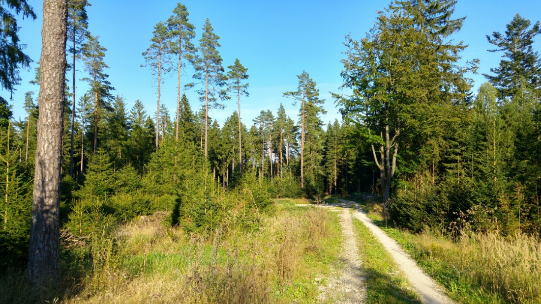 Foto: Martin Zehrer - Fahrrad-Tour:<br />
<br />
Herrlicher Anblick mitten im Wald zwischen Brand und Ölbrunn... 