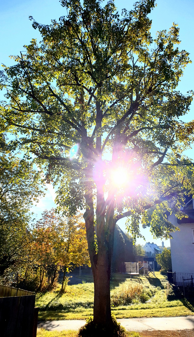 Foto: Martin Zehrer - Guten Morgen Sonne!!! :-)<br />
<br />
Wetter am 20. Oktober 2021 am Vormittag:<br />
<br />
- Sonnig<br />
- blauer Himmel mit minimalsten Schleierwolken<br />
- ca. +8 Grad  