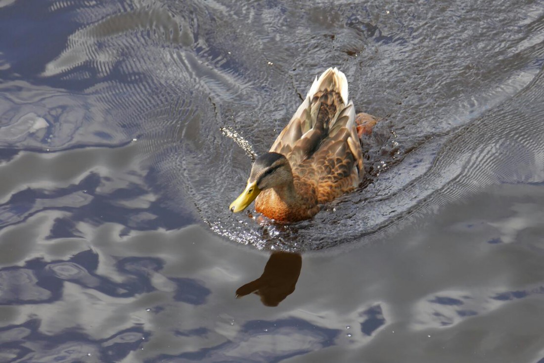 Foto: Martin Zehrer - Ente im Sommer 