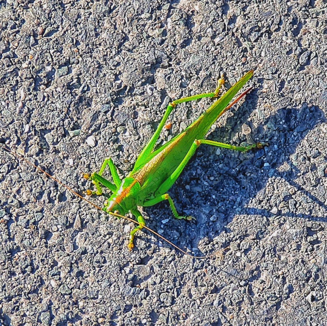 Foto: Jennifer Müller - Tolle Herbstwanderung am 08.10.2021 bei herrlichem Sonnenschein und ca. 14 Grad. Das Licht und die Farben sind zu dieser Jahreszeit richtig magisch...<br />
Ein Grashüpfer wär 