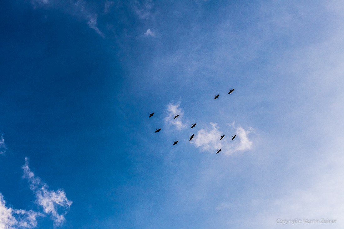 Foto: Martin Zehrer - Frühling auf dem Armesberg. Erste Hummeln fliegen durch die Gegend. Schmetterlinge lassen sich entdecken. Grüne kleine Pflanzen drücken mit aller Kraft durch das Herbstla 