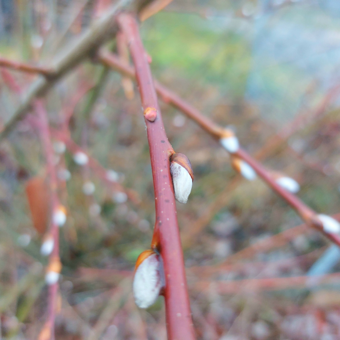 Foto: Martin Zehrer - Schon Frühlings-Boten in Eschenbach, am 26. Dezember 2022? 