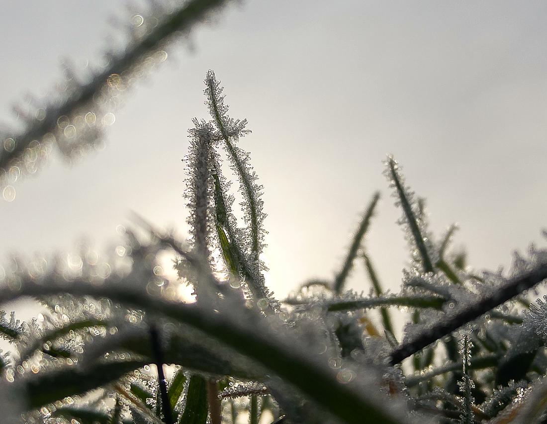 Foto: Martin Zehrer - 11. Dezember 2019... Es fröstelt sehr... 