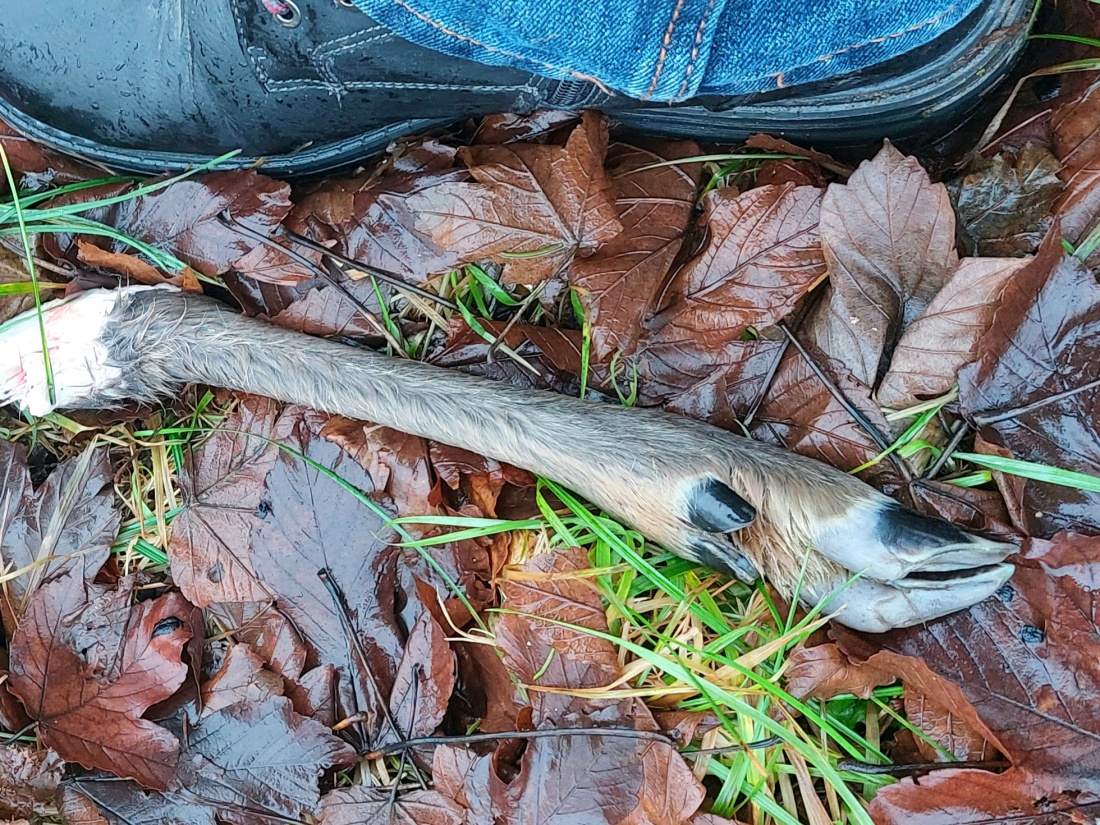 Foto: Martin Zehrer - Knochen auf einer Wiese bei Godas...<br />
Am Donnerstag, 30. Dezember 2021, haben wir beim Spaziergang dieses Bein eines Rehs ca. 300 Meter oberhalb von Godas entdeckt.<br />
An z 