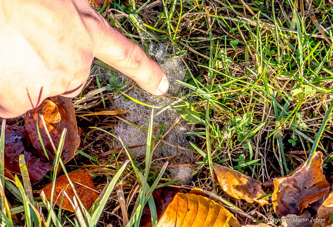 Foto: Martin Zehrer - Auf der Wiese entdeckt: Ein komischer, weißer Flaum wie aus dem Nichts?! 