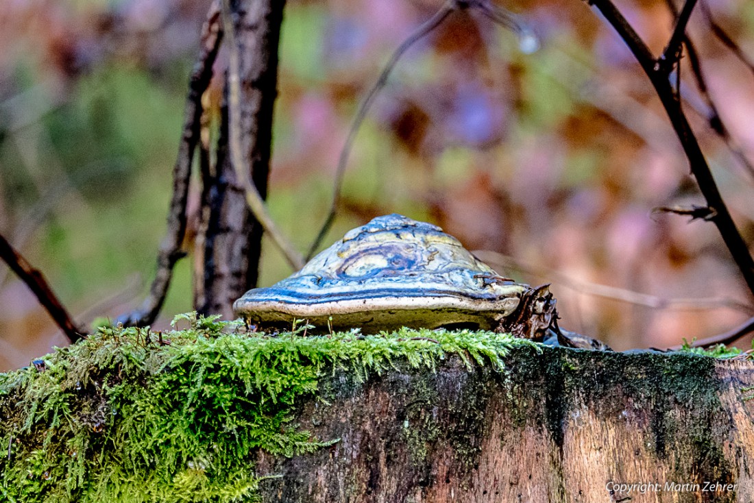Foto: Martin Zehrer - Sieht aus wie eine Schildkröte auf einem Baumstumpf, ist aber ein Schwamm. 
