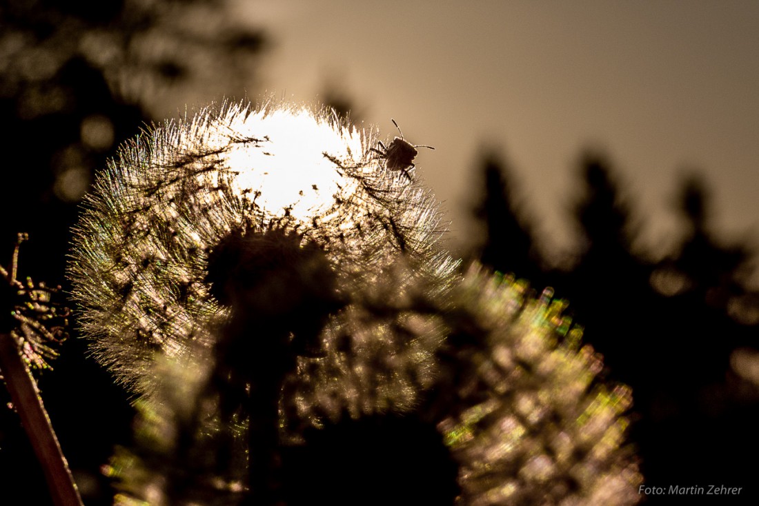Foto: Martin Zehrer - In der Abendsonne. Ein Käfer spitzt von der Pusteblume hervor und beobachtet mich sehr genau.  