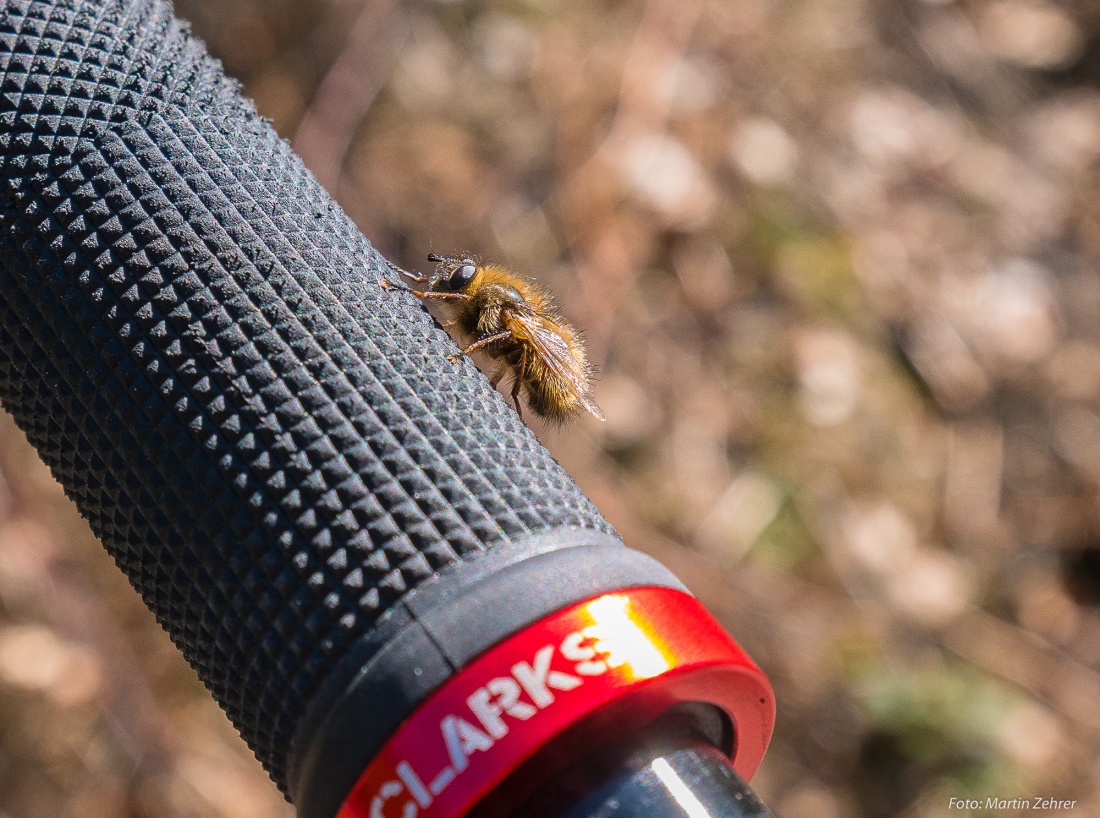 Foto: Martin Zehrer - Eine Fliege??? Belagert den Griff meines Fahrrad-Lenkers... 