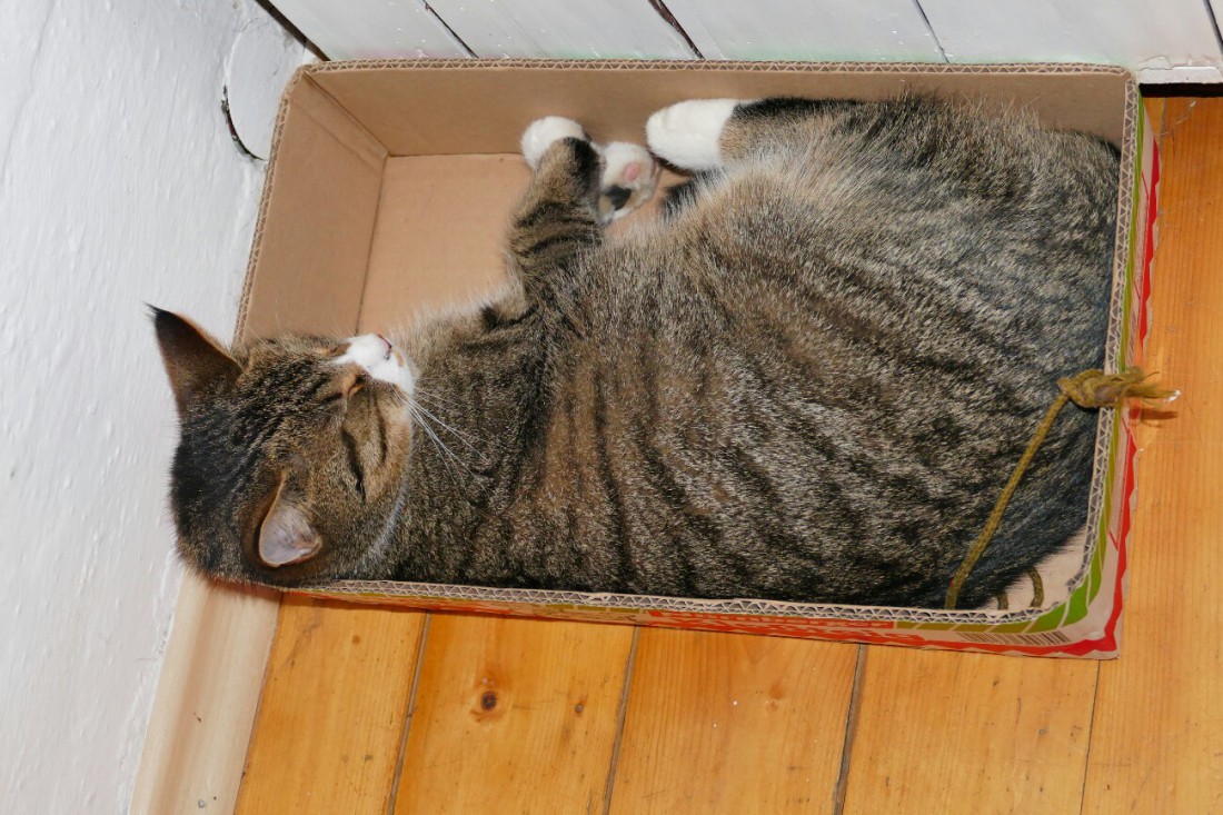 Foto: Martin Zehrer - Was machen inaktive Katzen eigentlich nachts, bevor sie nachtaktiv sind? <br />
Platz ist in der kleinsten Schachtel ;-) 