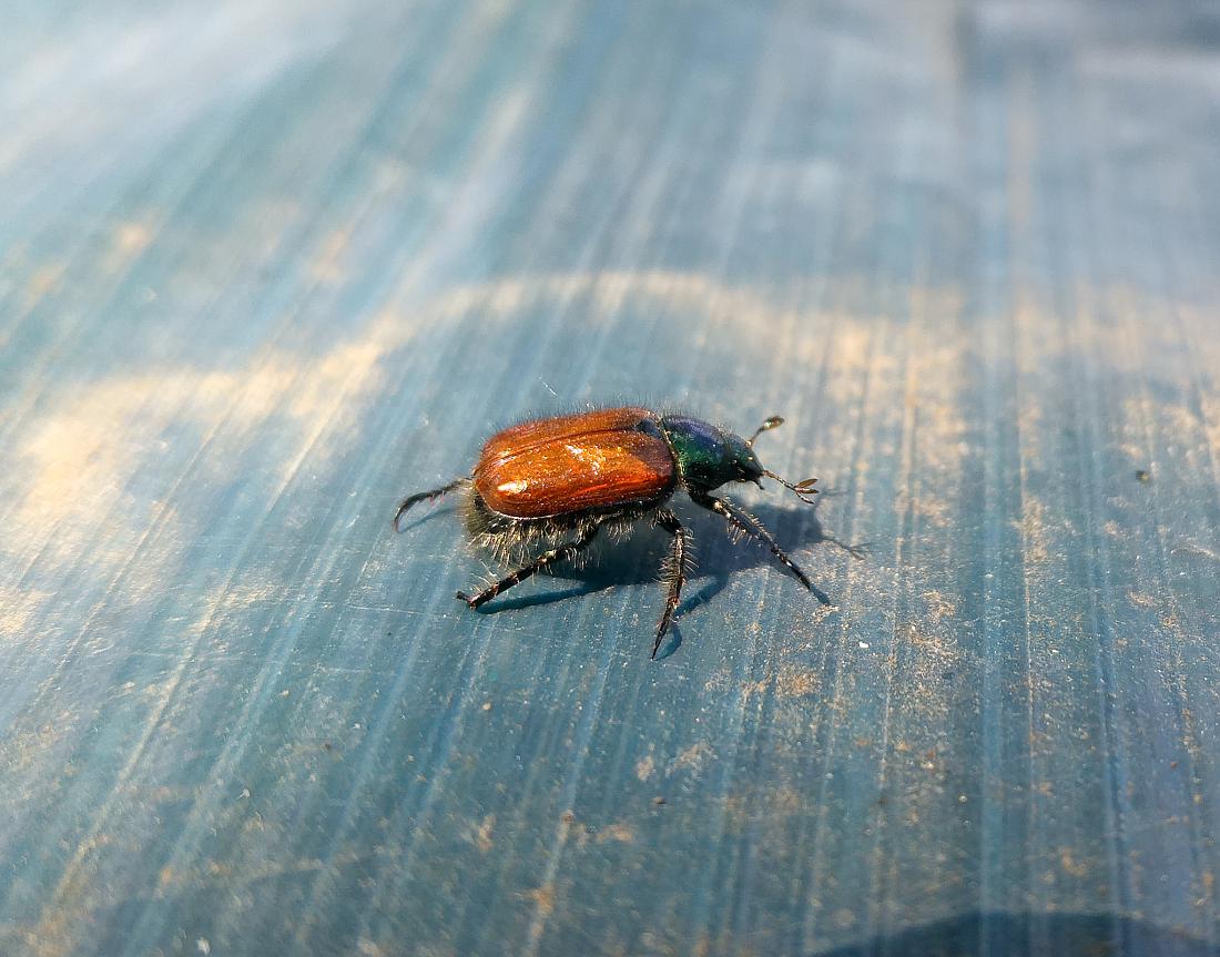 Foto: Martin Zehrer - Kam zu Besuch... Ein Käfer... ;-) 