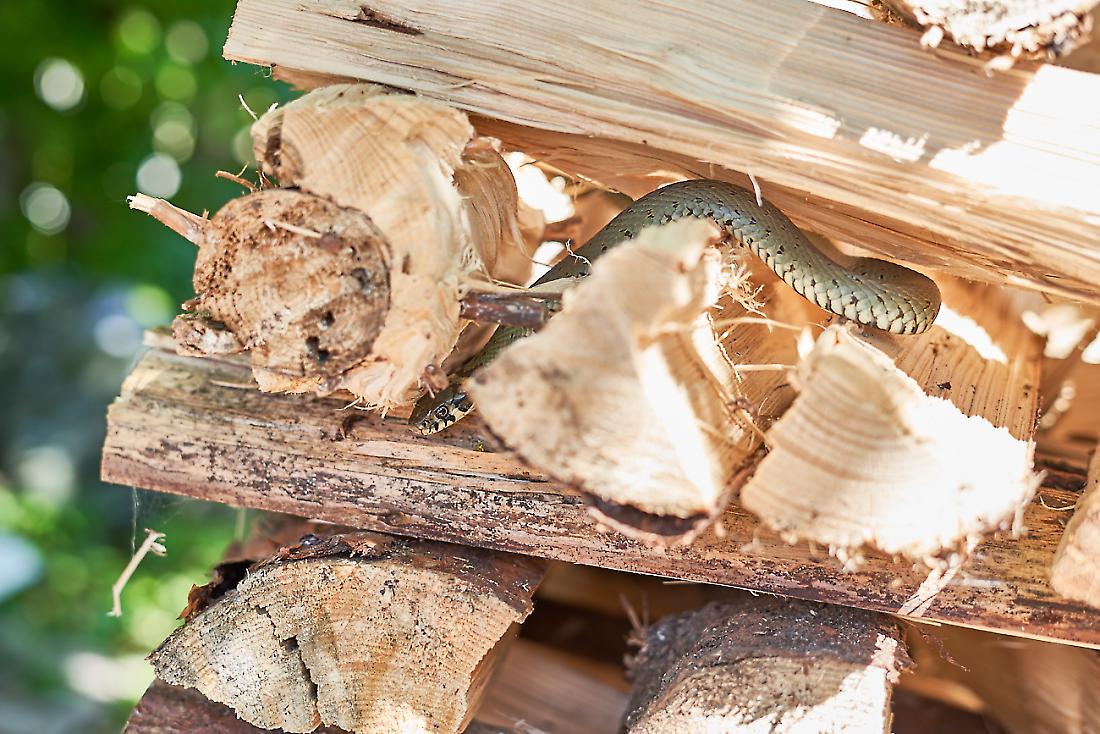 Foto: Martin Zehrer - Versteckt im Holzstoß...<br />
<br />
Hier ist die ganze Länge der Schlange zu erkennen. Diese Ringelnatter machte es sich in Nachbars Holzstoß bequem. <br />
Die ersten warmen Sonnenst 