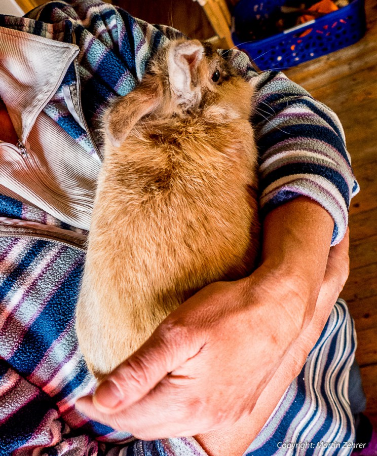 Foto: Martin Zehrer - ENTLAUFEN-VERMISST??? Dieser liebe kleine Hase ist zwischen Godas und Waldeck zugelaufen. Er ist sehr zutraulich und wohnt derzeit auf Köstlers Beuernhof in Hermannsreuth 