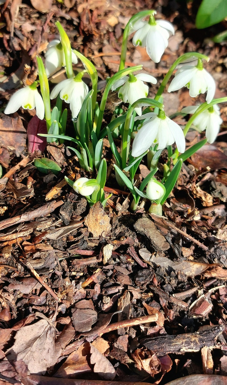 Die Frühlings-Boten sind in Kemnath angekommen.  

Am 24. Februar 2026 war das Wetter bei Kemnath sehr frühlingshaft.
Die Temperatur lag so ca. bei +14 Grad, die Vögel pfiffen um die Wette und es lag der Duft von frisch aufgetauter Erde in der Luft.
Die Wolken wetteiferten mit der Sonne um die Vorherrschaft. 