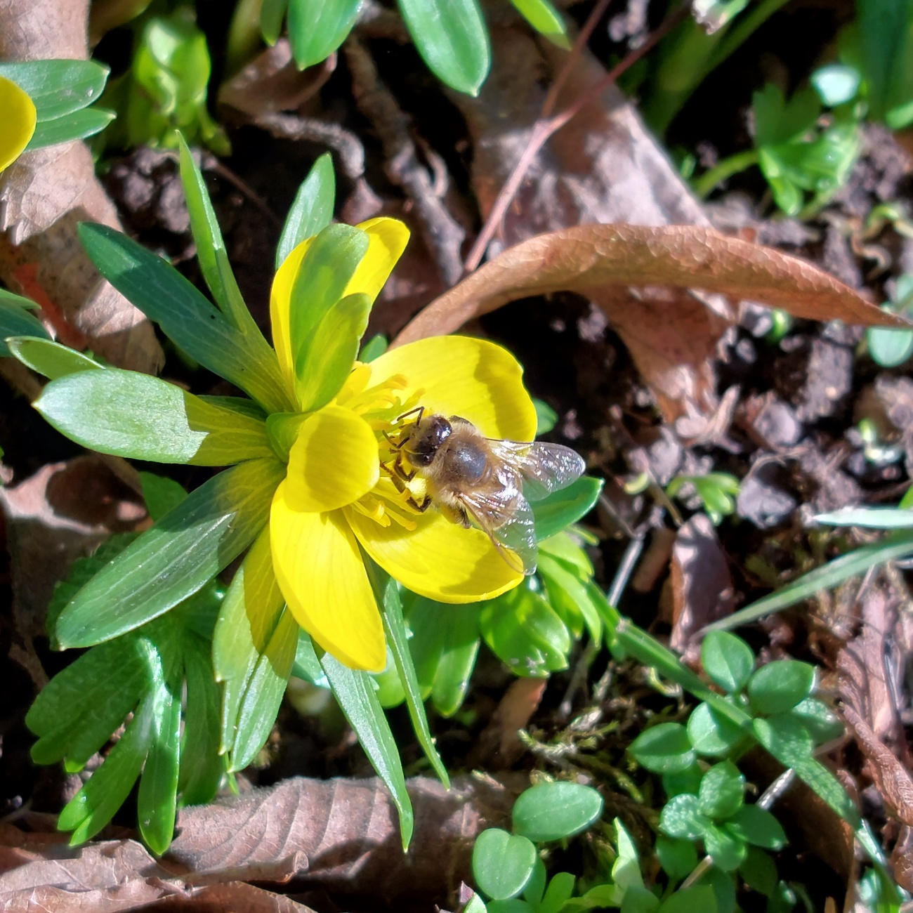 Foto: Martin Zehrer - Erste Bienen im Februar in Bad Berka.<br />
<br />
+14 Grad und nur Sonne... ein tolles Frühlingswetter! 