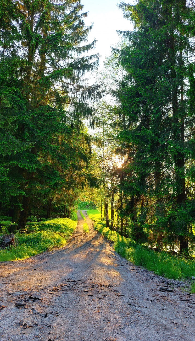 Foto: Martin Zehrer - Im Helmes-Wald bei Godas... 