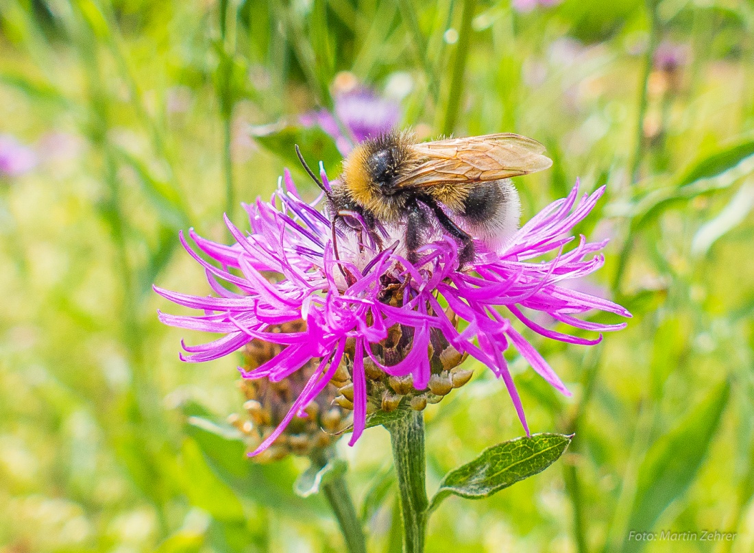 Foto: Martin Zehrer - Eine Hummel beim Naschen dorben auf dem Armesberg... 