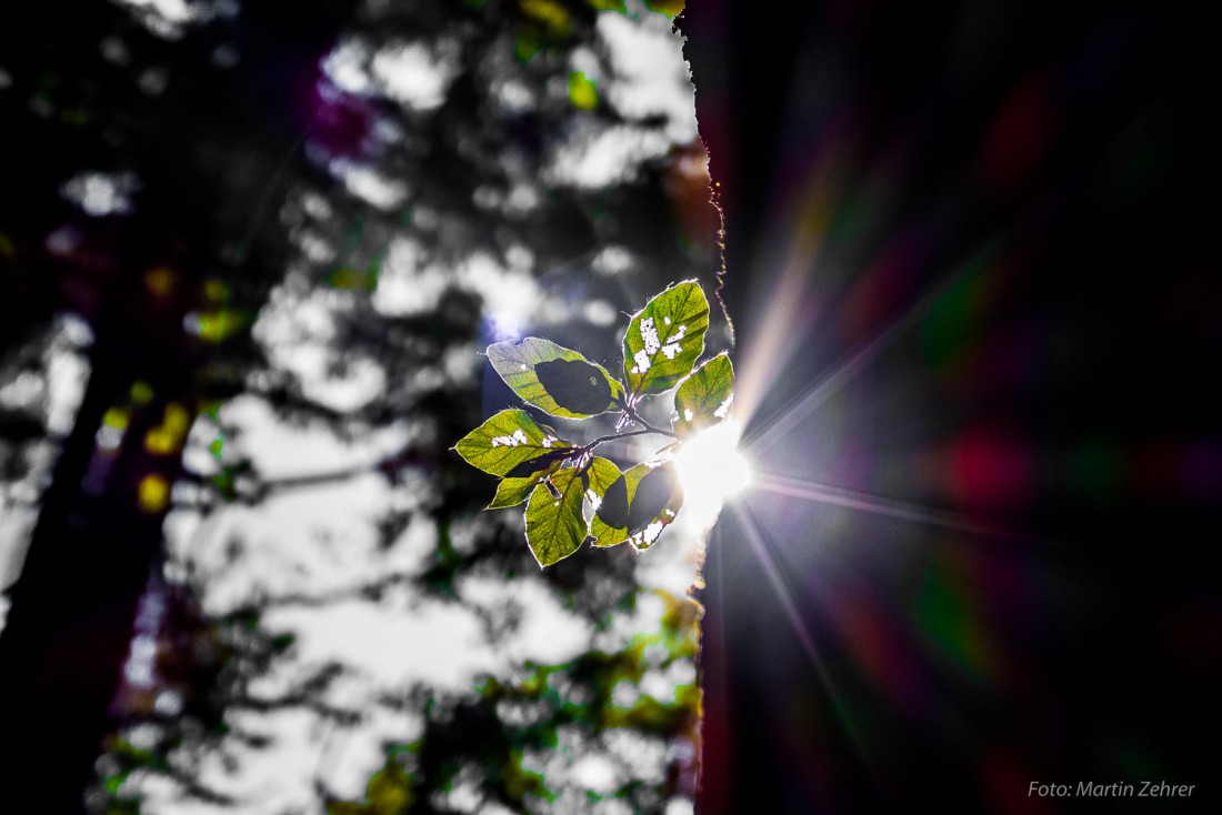 Foto: Martin Zehrer - Phantastische Lichtspiele im Steinwald. 