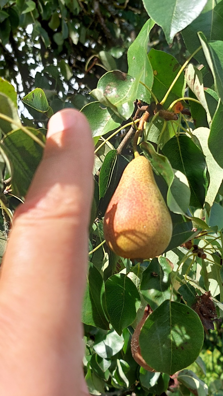 Foto: Martin Zehrer - Die Birne am Baum ist jetzt reif - golden, sonnenverwöhnt und voller Aroma. Trotz ihrer handlichen Größe, kaum größer als ein Finger, steckt in ihr die ganze Süße und Saf 