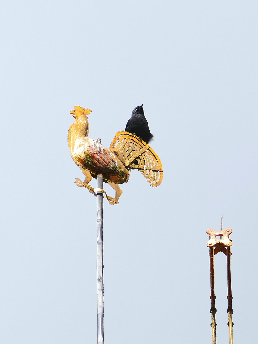 Foto: Martin Zehrer - Entdeckt über der kemnather Kirche... 