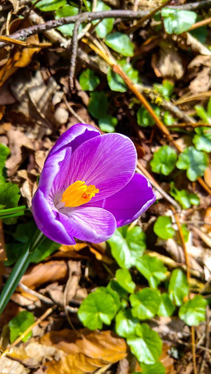 Foto: Martin Zehrer - Frühling hoch droben auf dem Armesberg. Hier oben dauert es immer ein wenig länger, bis die Natur aus dem Winter erwacht. :-) <br />
<br />
15.3.2020 