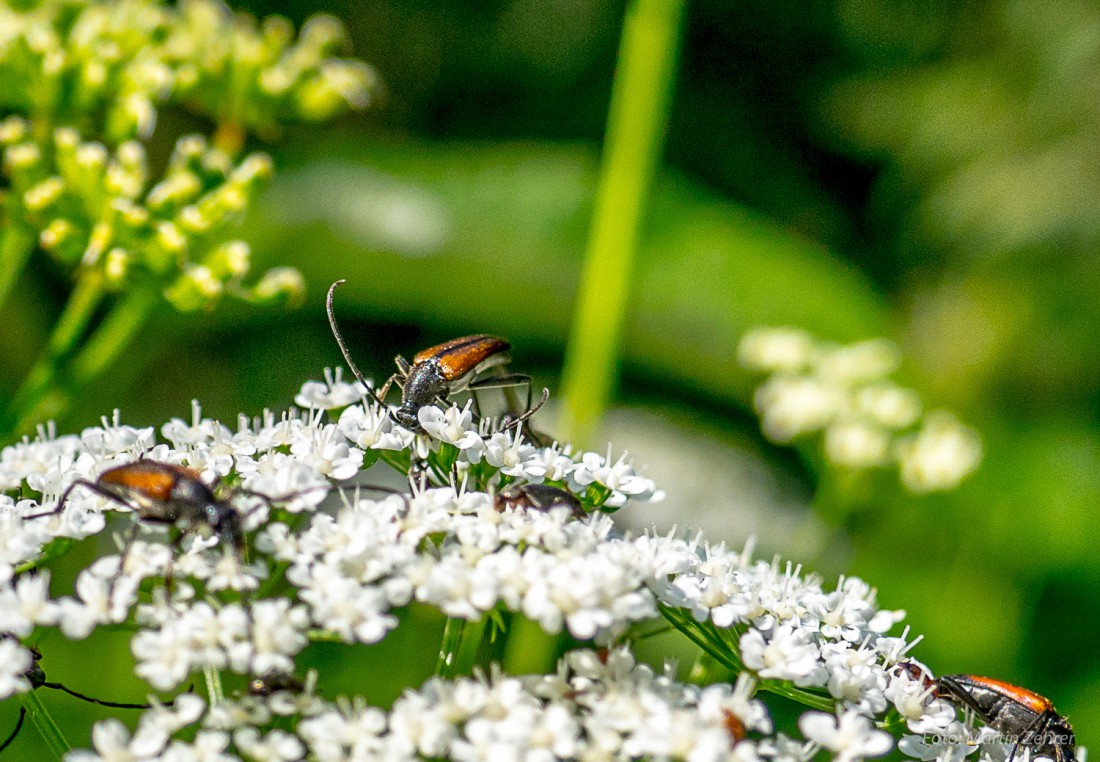 Foto: Martin Zehrer - Hat der lange "Hörner"... Insekten im Steinwald sind sehr geschäftig... 