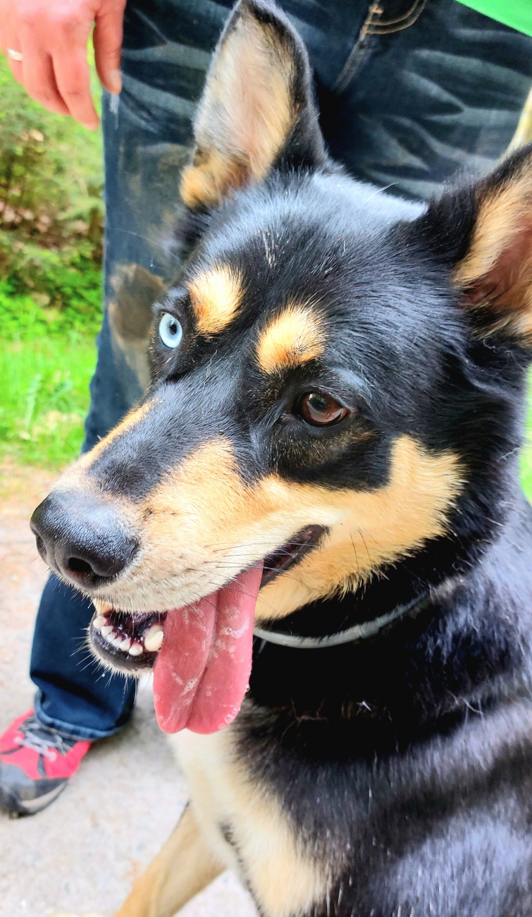 Foto: Martin Zehrer -  Das ist Vito - ein Herzensbrecher auf vier Pfoten ,-)<br />
<br />
Vito ist ein etwa mittelgroßer Australian Kelpie mit einem ganz besonderen Blick: <br />
Seine Augen erzählen Geschic 