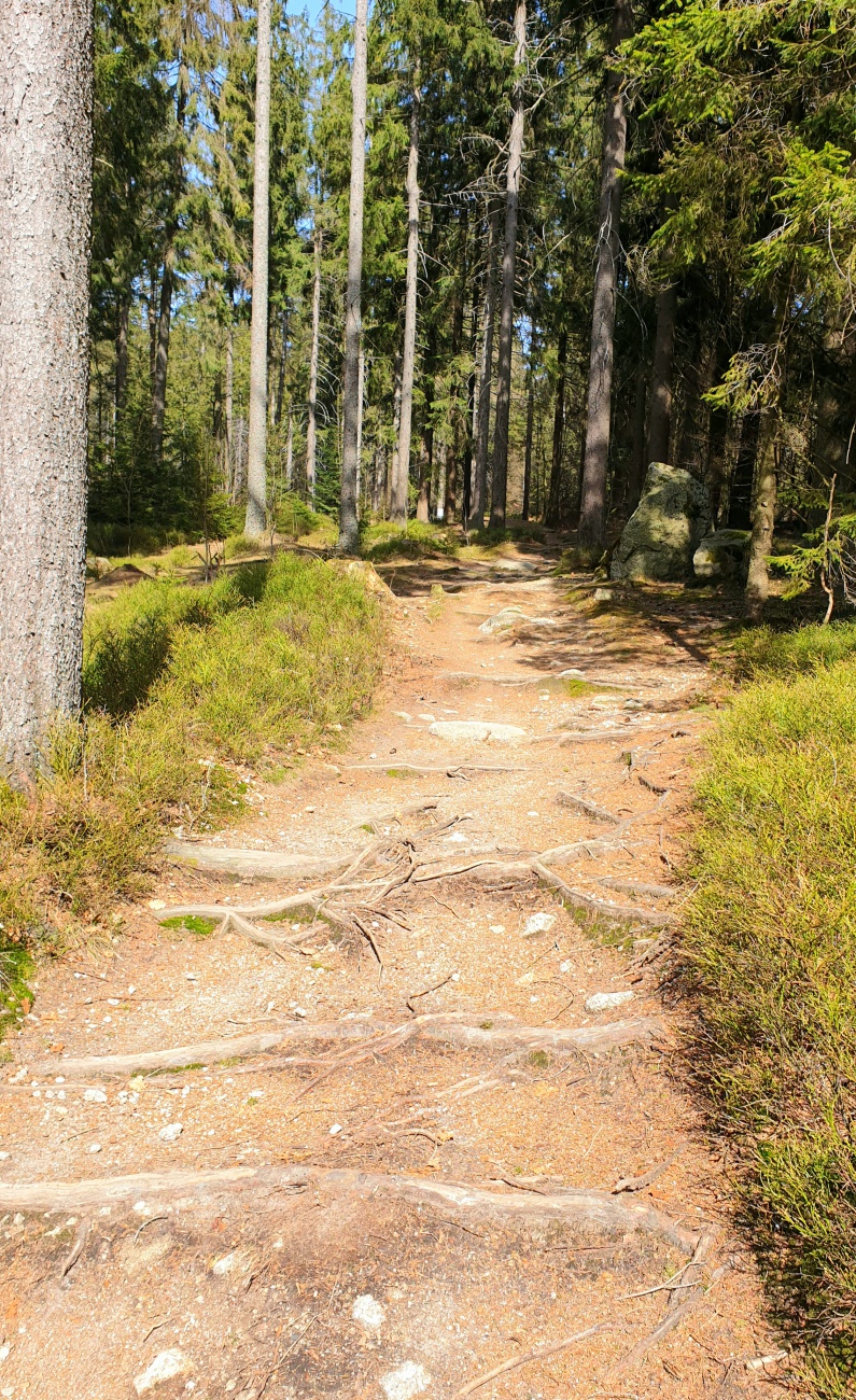 Foto: Martin Zehrer - Mit dem Bike downhill über die Wurzeln vom Ochsenkopf herunter... 