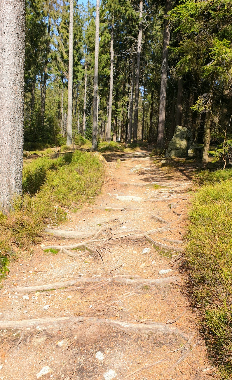 Foto: Martin Zehrer - Mit dem Bike downhill über die Wurzeln vom Ochsenkopf herunter... 