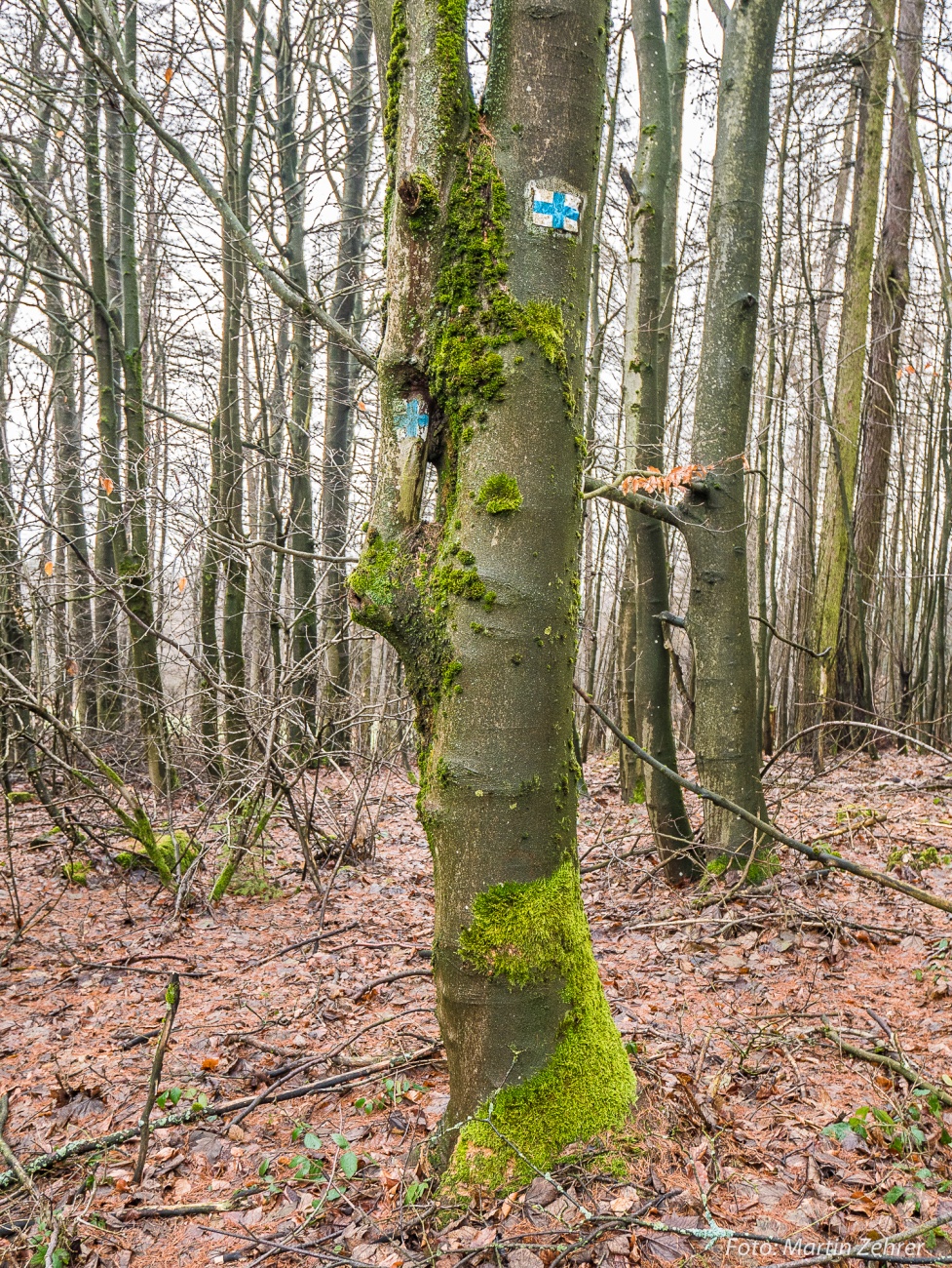 Foto: Martin Zehrer - Ein Besonderer Baum mit einer interessanten Verwachsung. Dieses Gebilde steht oben auf dem Armesberg. <br />
Details findest Du im nächsten Bild! ;-) 