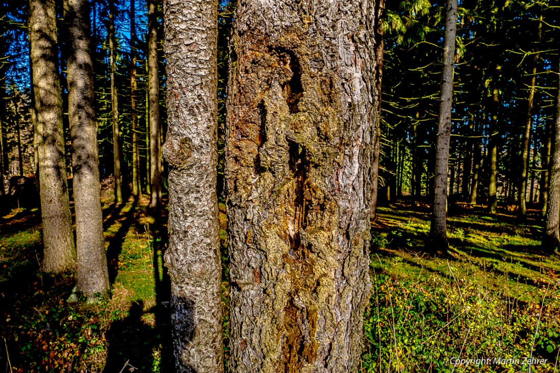 Foto: Martin Zehrer - Ausgehöhlt - Hier hat scheinbar ein Specht ganze Arbeit geleistet. Der Baum verarztet sich bereits mit Baumharz. Auf dem nächsten Bild seht Ihr das Harz aus der Nähe. 