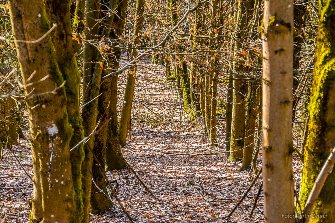 Foto: Martin Zehrer - 4. März 2017, zwischen Godas und Waldeck. Vor ca.  35 Jahren war hier noch eine große Wiese. Im Laufe der Zeit wurde die sogenannte damalige BERGWIESE zum Wald. 