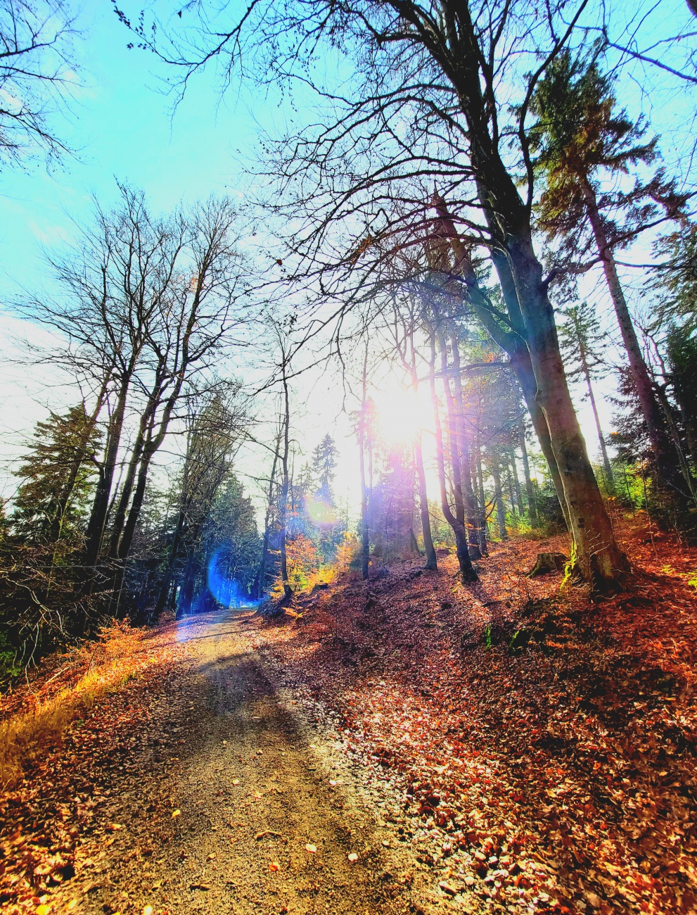 Foto: Martin Zehrer - Herbst im Steinwald... 