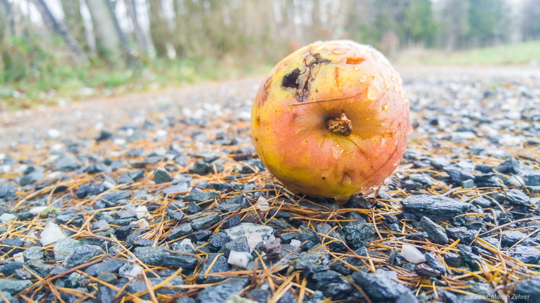 Foto: Martin Zehrer - Dieser Moment, wenn Dir ein Apfel den Weg versperrt ;-) Laufen unterhalb des Anzensteins...<br />
<br />
4,6 Kilometer - 31 Minuten 