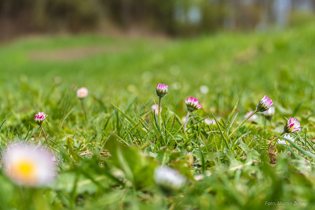 Foto: Martin Zehrer - 23. April 2017 - Gänseblümchen ziehts zusammen... um den Gefrierpunkt... 