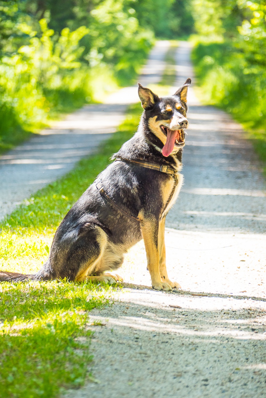 Foto: Martin Zehrer - --- VITO sucht sein Für-Immer-Zuhause! ---<br />
<br />
Rasse: Vermutlich Australian Kelpie<br />
Name: VITO<br />
Alter: Ca. 2-3 Jahre<br />
Fundort: Nähe der Sternwarte Tirschenreuth<br />
<br />
Magisch 