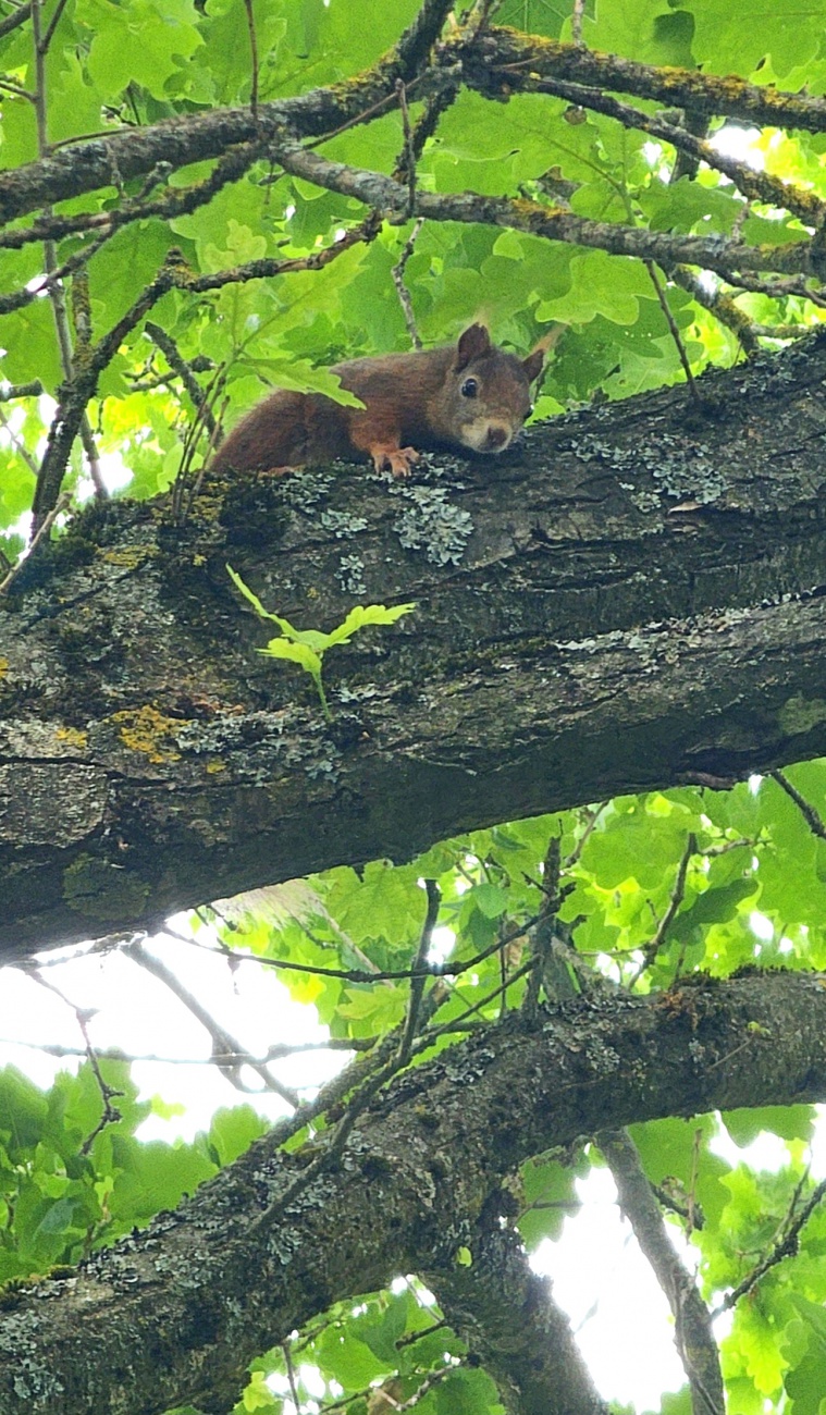 Dieses aufmerksame Eichhörnchen lag in ca. 4 Meter Höhe auf einem Ast und beobachtete uns ganz genau.