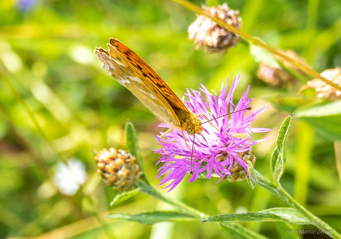 Foto: Martin Zehrer - Schau mir in die Augen! Ein Schmetterling erntet die Blumen droben auf dem Armesberg ab. Was für ein herrlicher Sommertag... 9. Juli 2017 