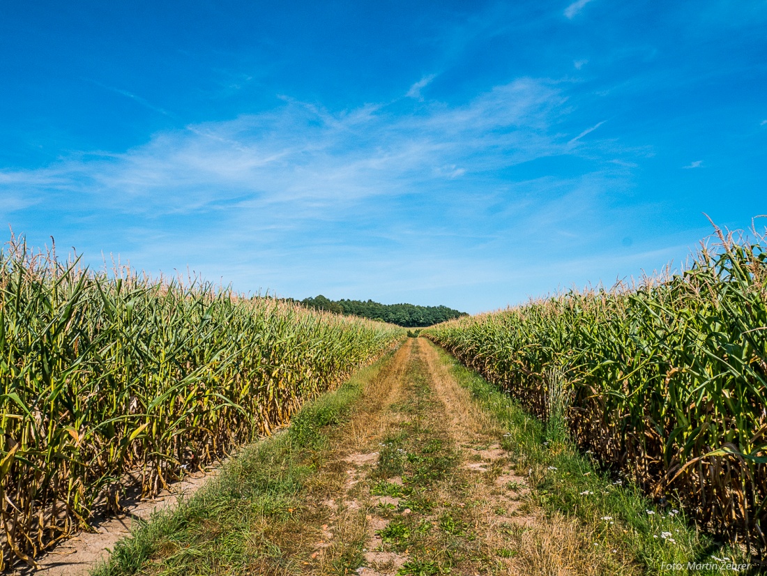 Foto: Martin Zehrer - 12. August 2018 - Dieses Maisfeld liegt zwischen Höflas und Kaibitz. Im Vergleich zu anderen Feldern sieht hier der Mais trotz Extrem-Sommer noch recht grün aus... 