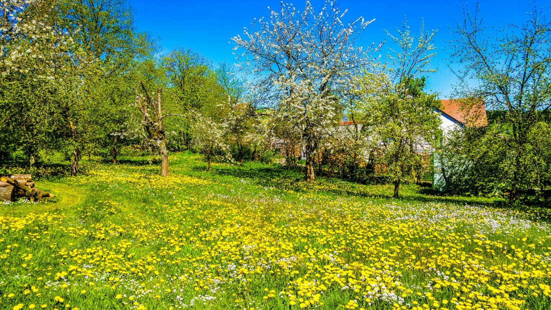 Foto: Martin Zehrer - Frühlings-Garten in Godas... ;-) 