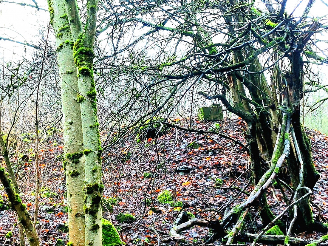 Foto: Martin Zehrer - Ein exakt rechteckiger Stein im Wald am Schlossberg... 