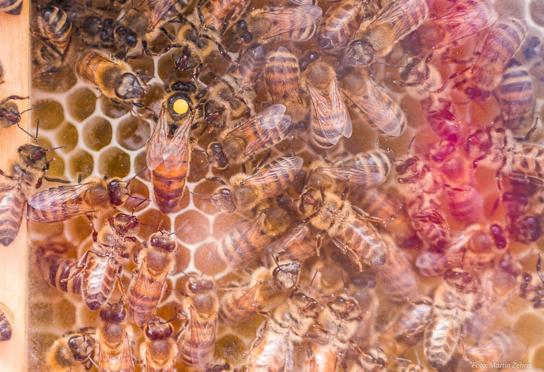 Foto: Martin Zehrer - Ein Bienen-Schaukasten auf dem kemnather Bauernmarkt. Gut zu erkennen ist die Bienen-Königin anhand des gelben Punktes auf dem Rücken. Aufgebracht hat diese Markierung de 
