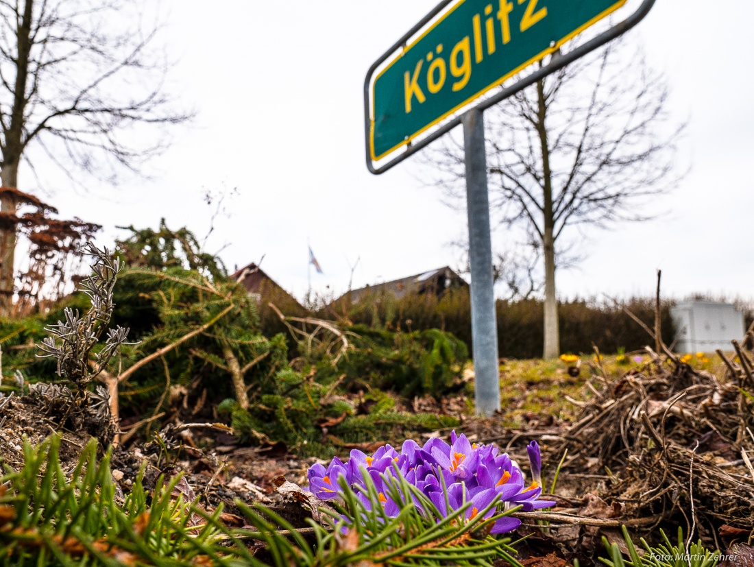 Foto: Martin Zehrer - Endlich!!! - Frühlings-Blumen bei Köglitz... :-)<br />
<br />
1. Frühlingsradtour am 11. März 2018<br />
<br />
Von Kemnath, Neusteinreuth, Schönreuth, Köglitz, Atzmannsberg, Neuenreuth, Alt 