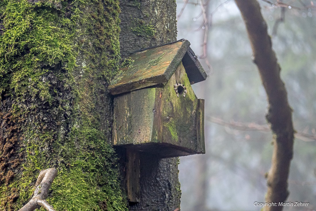 Foto: Martin Zehrer - Vogelhäuschen im Nebel. Gesehen beim Aufstieg zur Kösseine... 